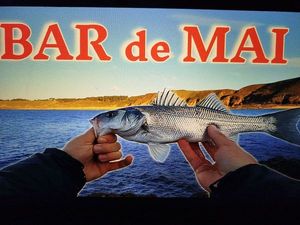 European Bass (Seabass)