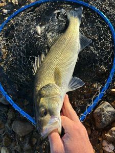 European Bass (Seabass)
