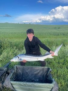 Sturgeon