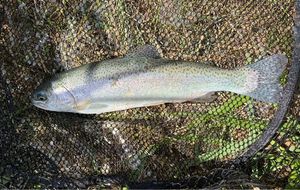 Rainbow Trout