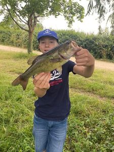 Largemouth Bass