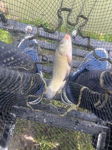 Tench