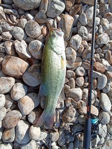 Largemouth Bass