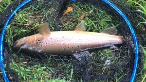 Brown Trout