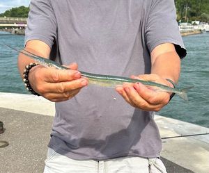 Garfish