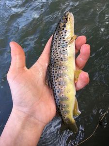 Brown Trout