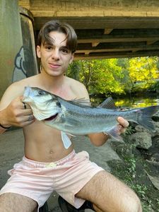 European Bass (Seabass)