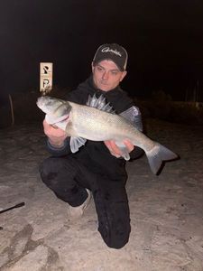 European Bass (Seabass)