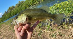 Largemouth Bass