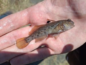 Round Goby