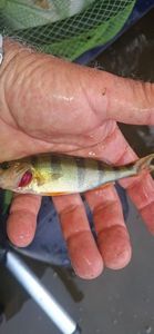European Perch