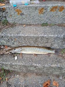 Northern Pike