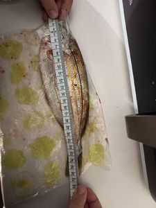 Salema