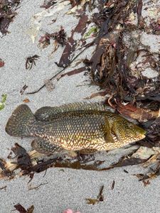 Ballan Wrasse
