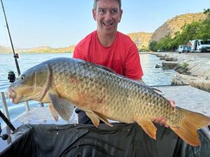Common Carp