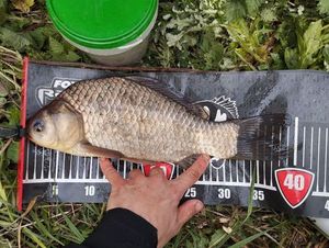 Crucian Carp