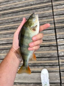 European Perch