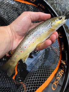 Brown Trout