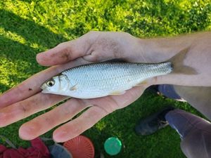 Common Dace