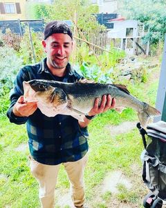 European Bass (Seabass)
