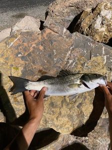 European Bass (Seabass)