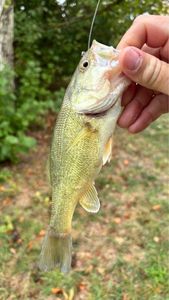 Largemouth Bass