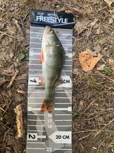 European Perch