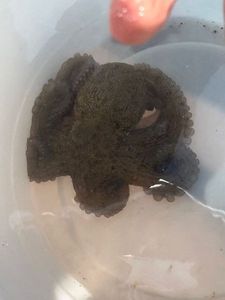 Common Octopus