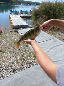 European Perch
