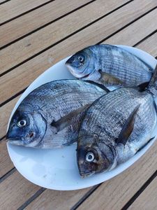 White Seabream