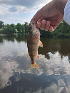 European Perch