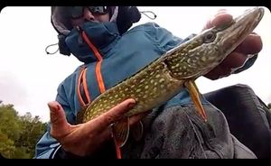Northern Pike