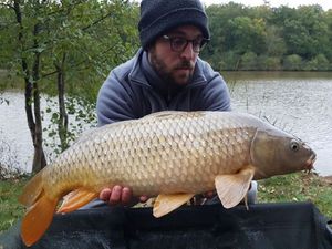 Common Carp