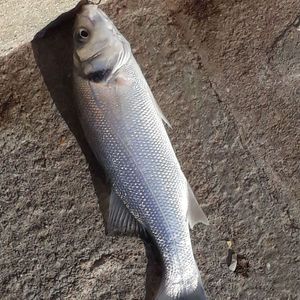 European Bass (Seabass)