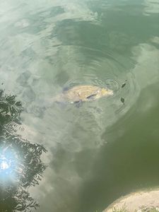 Common Bream