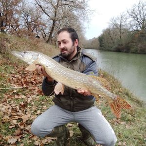 Northern Pike