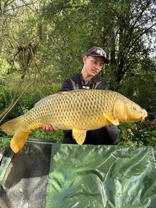 Common Carp