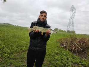 Northern Pike