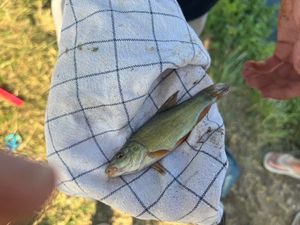 Tench