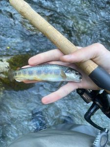 Brown Trout