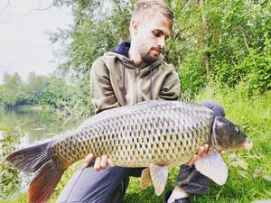 Common Carp