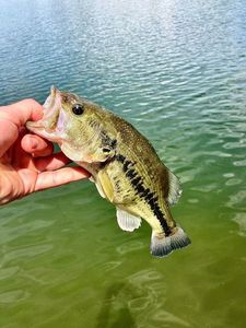 Smallmouth Bass