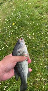 Smallmouth Bass