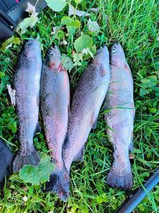 Rainbow Trout