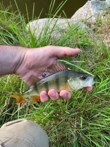 European Perch