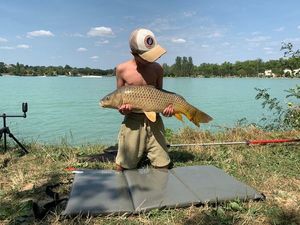 Common Carp