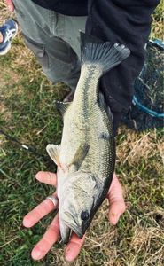 Smallmouth Bass