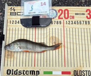 European Perch