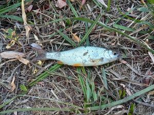 Roach