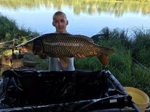 Common Carp